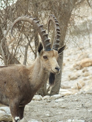 ein gedi ina web.kl