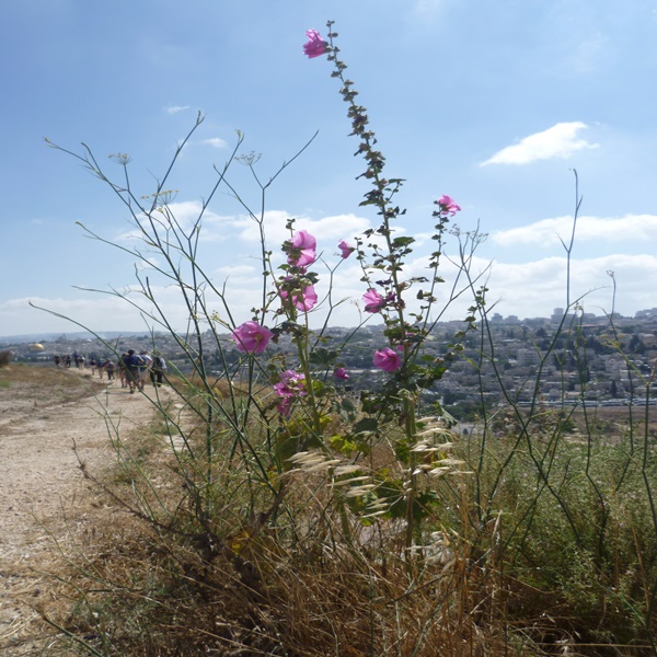 Die Wanderreise nach Jerusalem